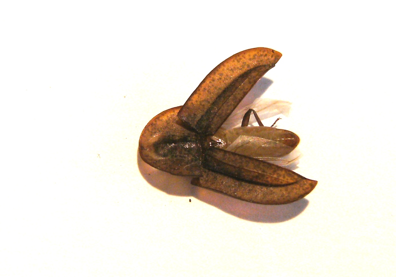 Cossyphus tauricus  (Tenebrionidae)